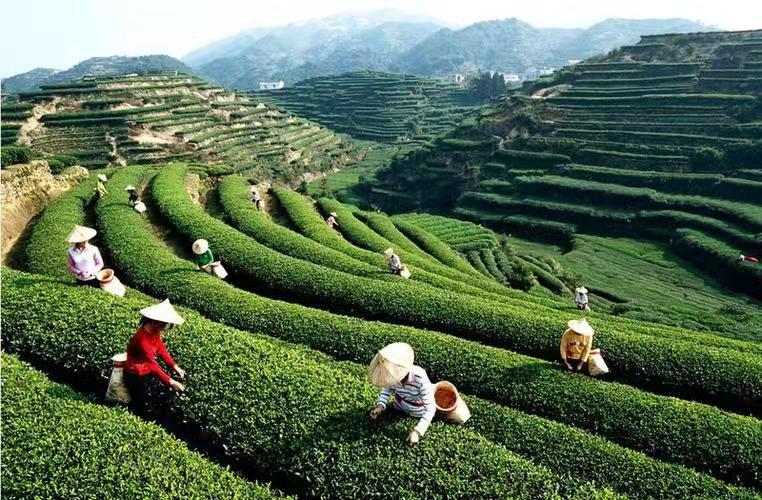 七律-铁观音茶颂 诗 || 吕志学（图7）