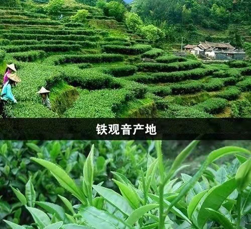 七律-铁观音茶颂 诗 || 吕志学（图5）