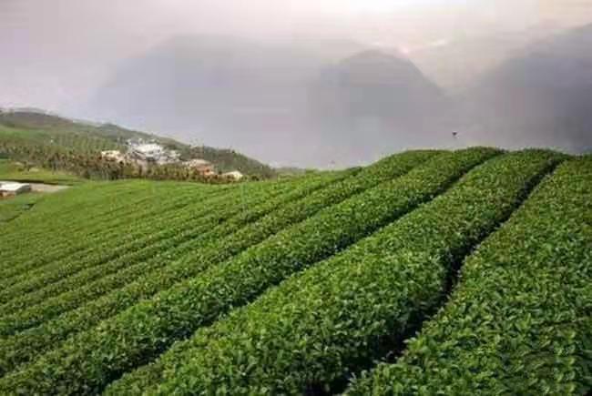 七律-铁观音茶颂 诗 || 吕志学（图8）
