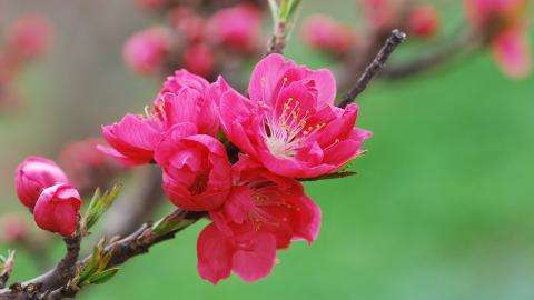 【雅诗总会】桃花‖诗人张维清（图2）