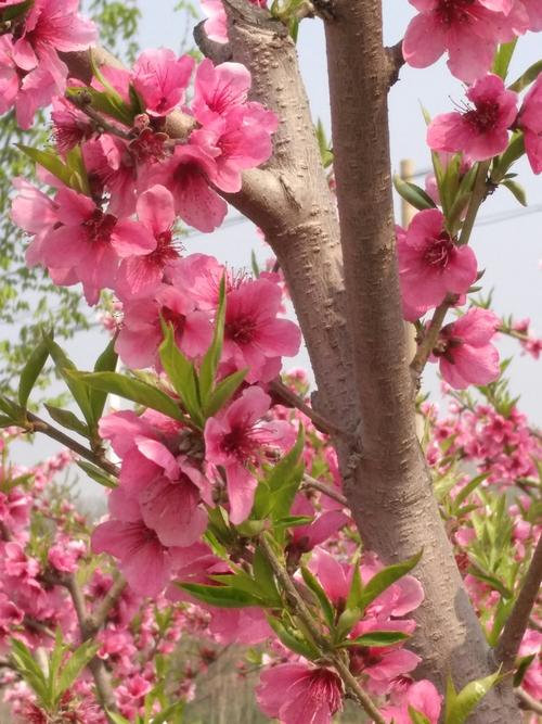 【雅诗总会】桃花‖诗人张维清（图3）