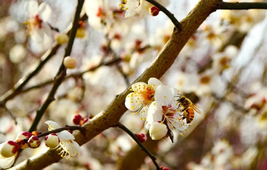 青岛聆泉诗社041期｜春赋待疫消雅赋七十首（图7）