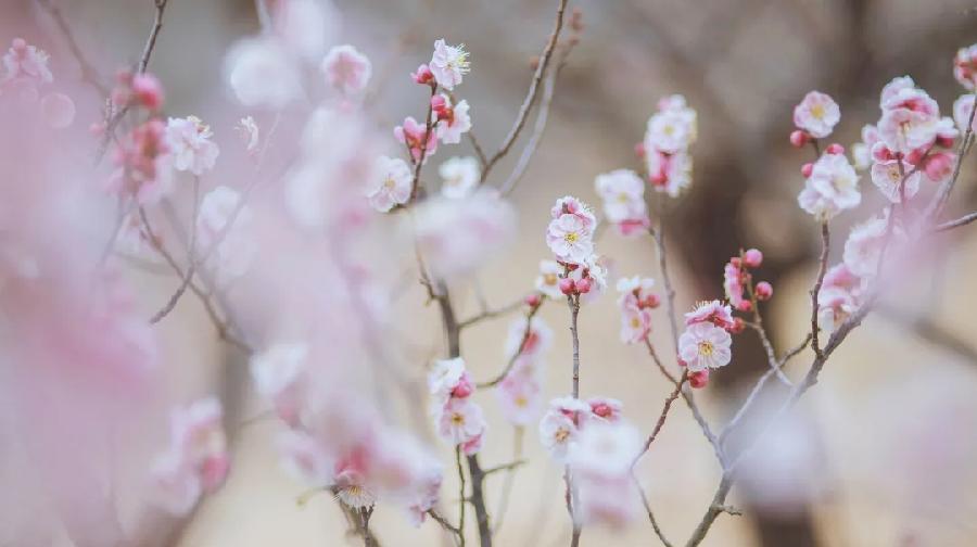 青岛聆泉诗社041期｜春赋待疫消雅赋七十首（图6）