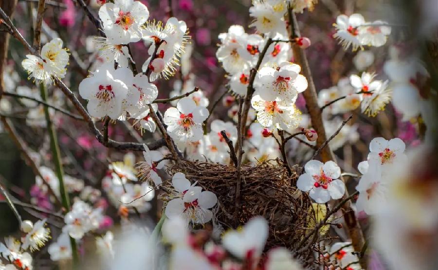 青岛聆泉诗社041期｜春赋待疫消雅赋七十首（图8）
