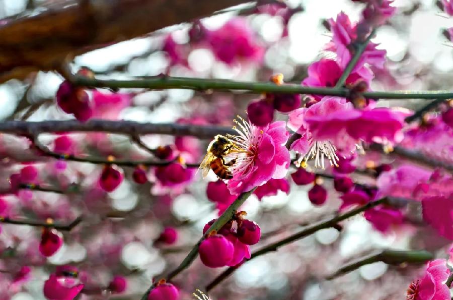 青岛聆泉诗社041期｜春赋待疫消雅赋七十首（图10）