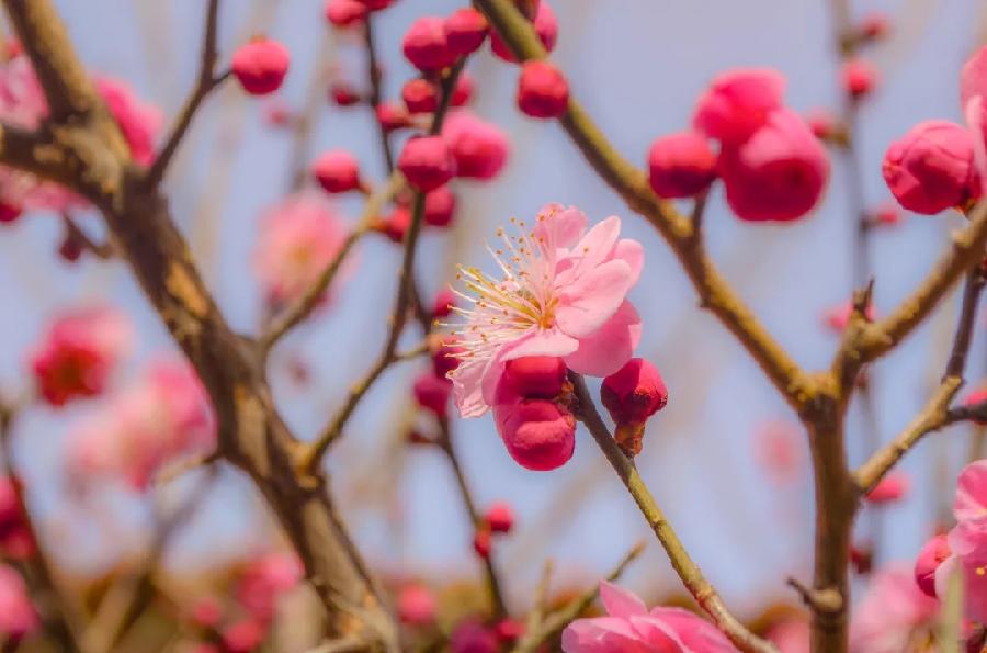 青岛聆泉诗社041期｜春赋待疫消雅赋七十首（图12）