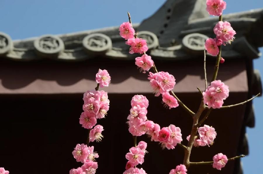 青岛聆泉诗社041期｜春赋待疫消雅赋七十首（图9）