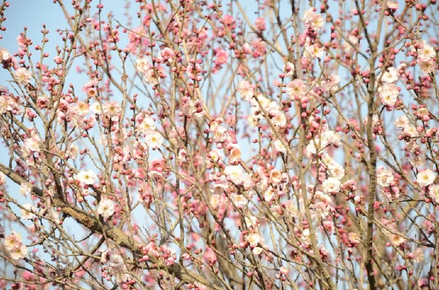 青岛聆泉诗社041期｜春赋待疫消雅赋七十首（图14）