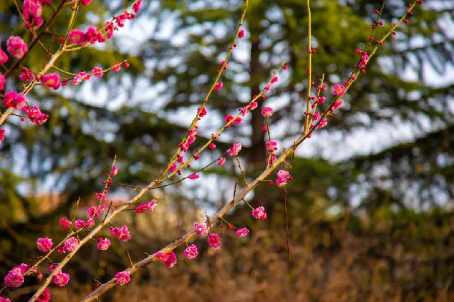 青岛聆泉诗社041期｜春赋待疫消雅赋七十首（图19）