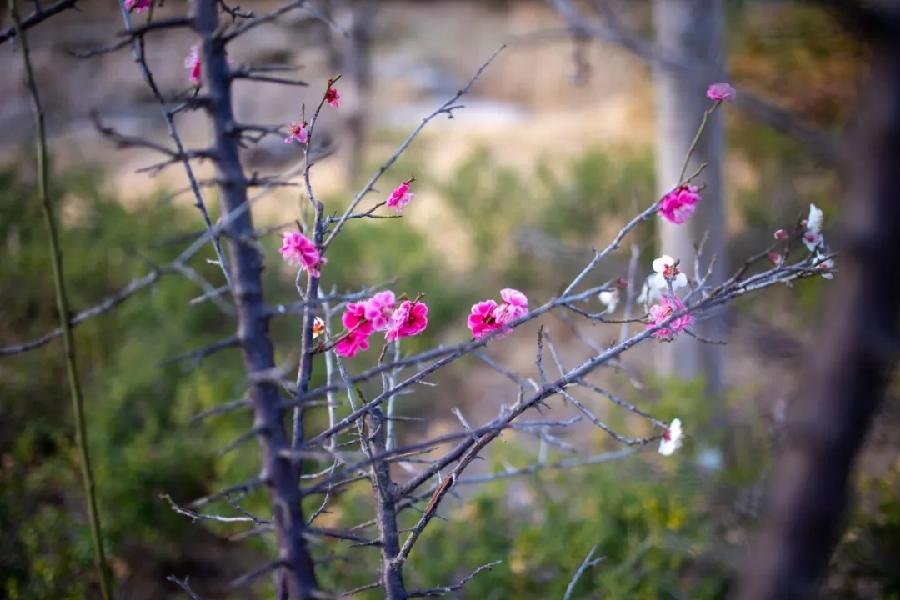 青岛聆泉诗社041期｜春赋待疫消雅赋七十首（图21）
