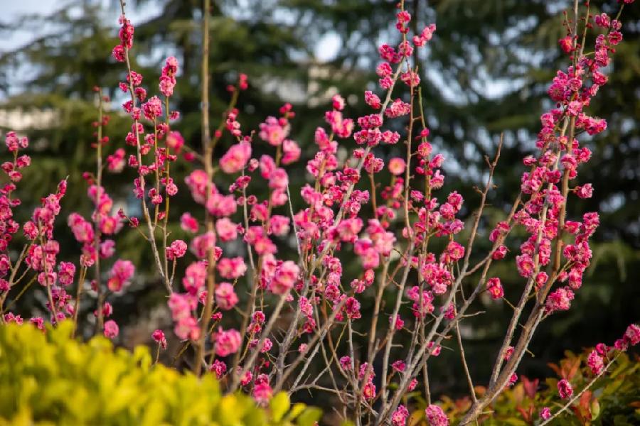 青岛聆泉诗社041期｜春赋待疫消雅赋七十首（图23）