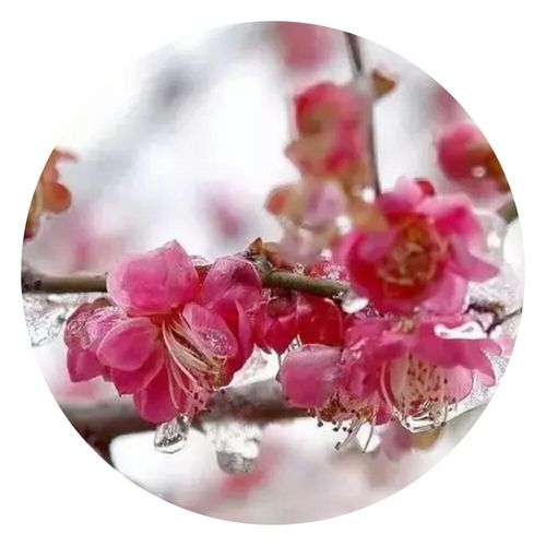 【新山东文学社】《灯笼赋（外一首）》作者/锦河 主播/清风（图7）
