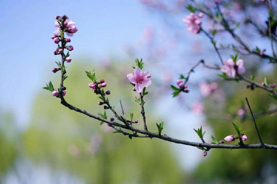 荐赏【神州源流诗苑】总第592期[优秀近体诗]周刊（图4）