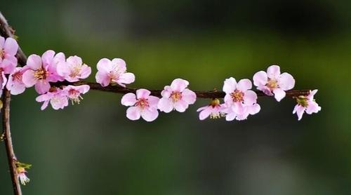 七绝*桃花 文/吴学富（图3）