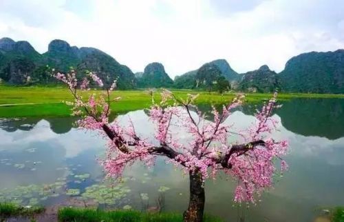 七绝*桃花 文/吴学富（图2）