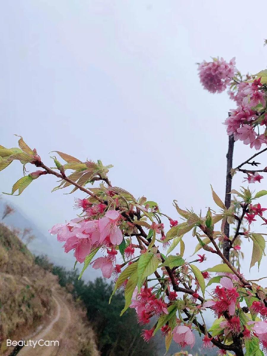 【荆楚作家】 湖北黄冈:碧原曙光《喜春来》看花五章(图2)