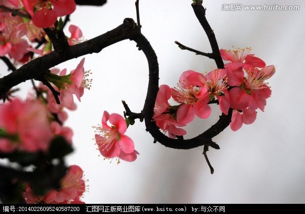 【潇湘文学社】潇湘问梅诗社《梅》(总296期)(图19)