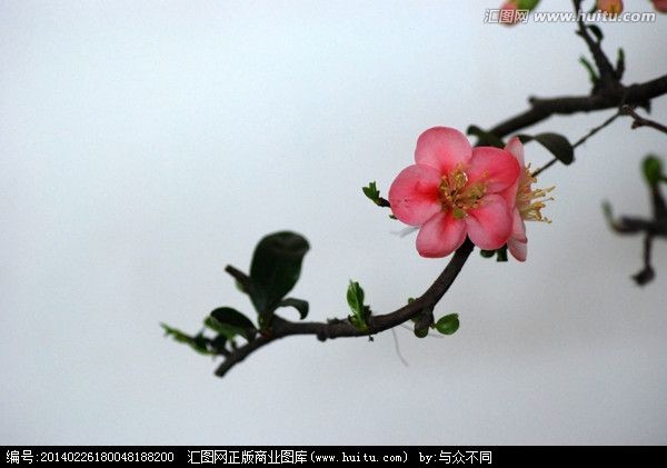 【潇湘文学社】潇湘问梅诗社《梅》(总296期)(图22)
