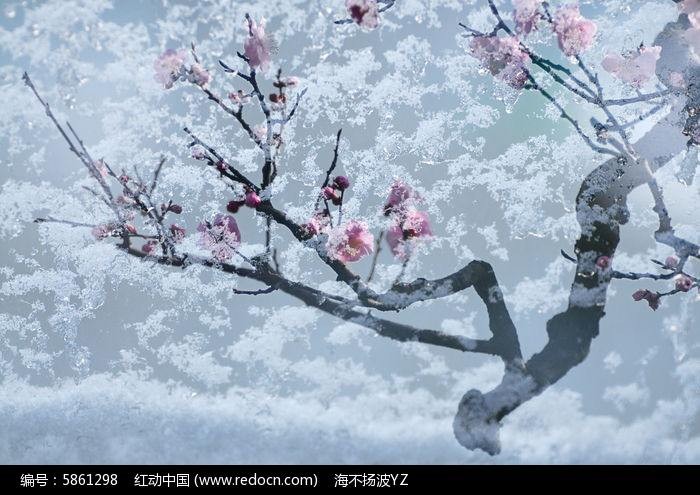 【潇湘文学社】潇湘问梅诗社《梅》(总296期)(图27)