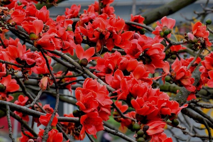 【九江文学社：北京头条】推荐欣赏优秀散文诗《那年木棉花开》文/陈新良先生（图4）