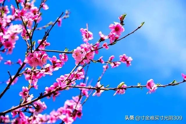 114507077.jpg 妗冭姳200413.jpg