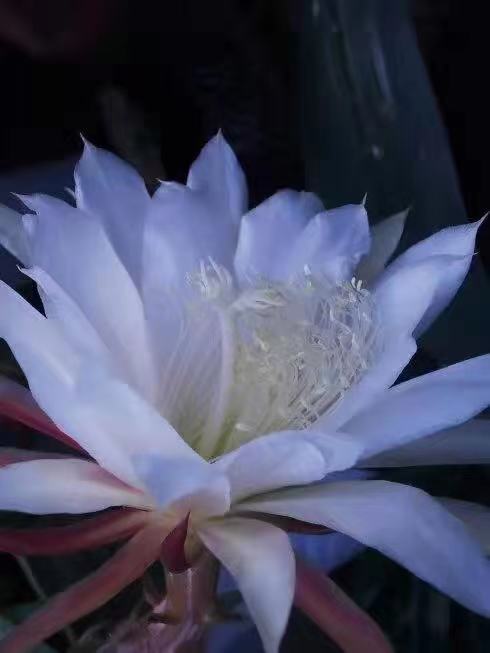 悼东航空难同胞Ⅱ文图/吕锦芳（图3）