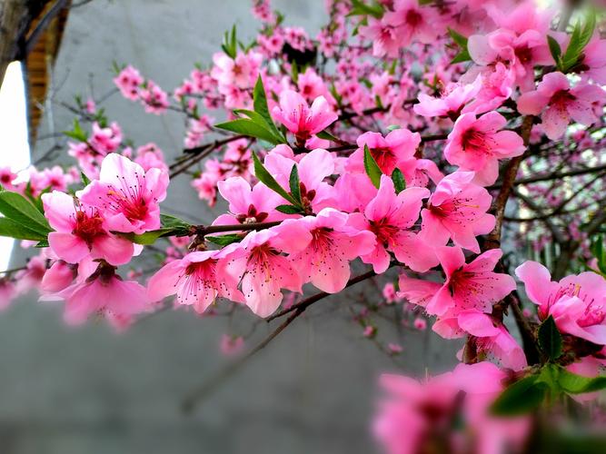 七律 风筝（组诗10首）文/刘卫东（图4）