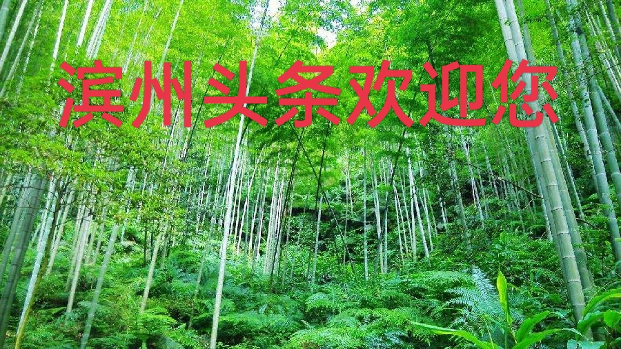 七律 风筝（组诗10首）文/刘卫东（图7）