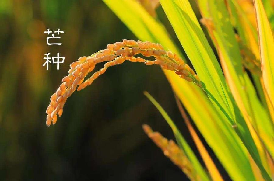 【新诗大观】芒种（外三首）||文/ 张道发