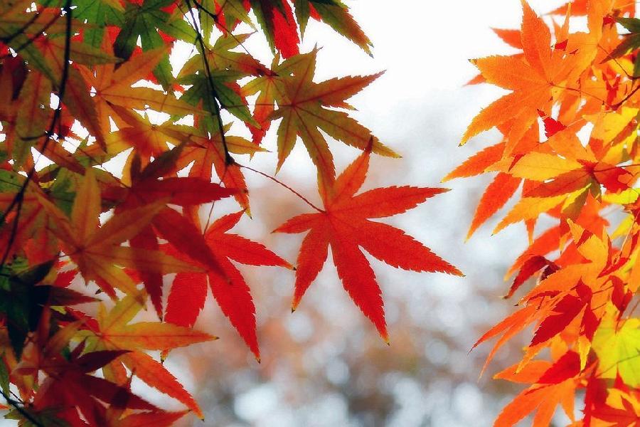 【新诗大观】你是人间最美的风景||文/金粉玉蝶（图3）