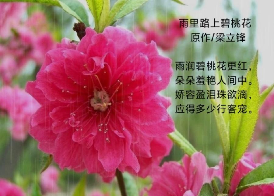 雨里路上碧桃花 原作/梁立锋