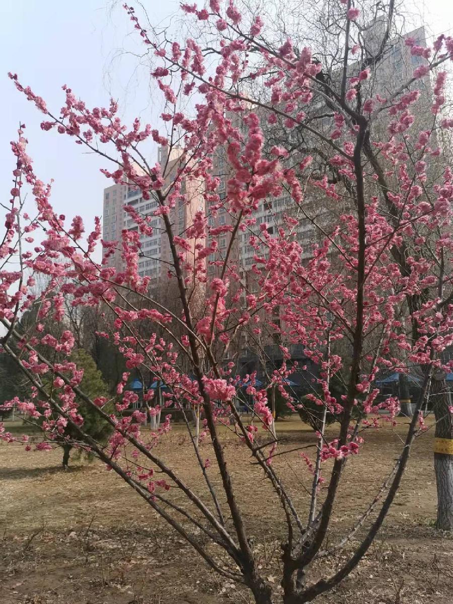 咏玉兰花Ⅱ文图/宁文彪（图3）