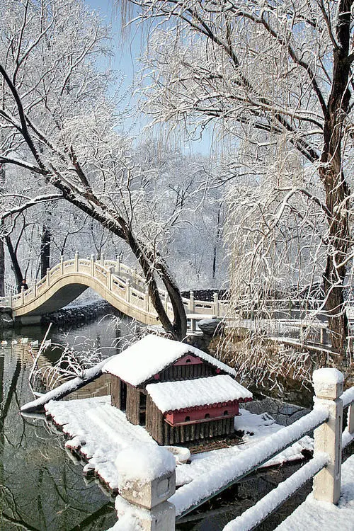 春 雪Ⅱ文图/赵京江（图8）
