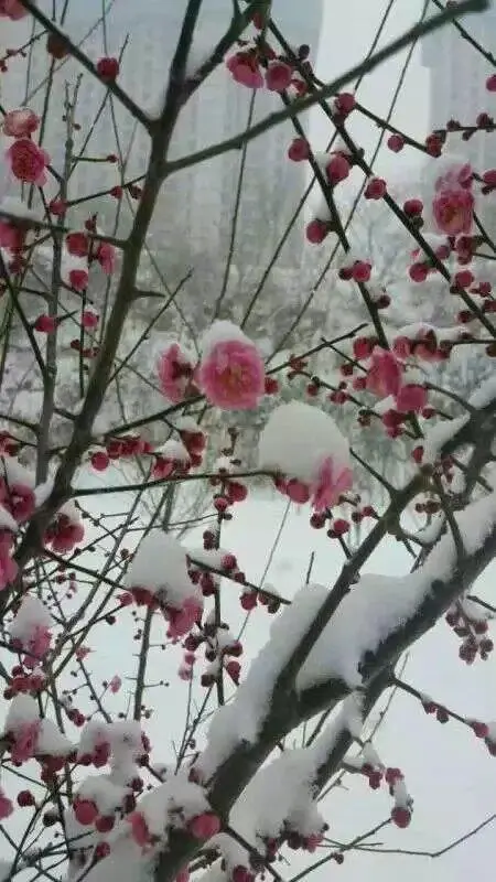春 雪Ⅱ文图/赵京江（图5）