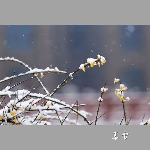 春 雪Ⅱ文图/赵京江（图3）