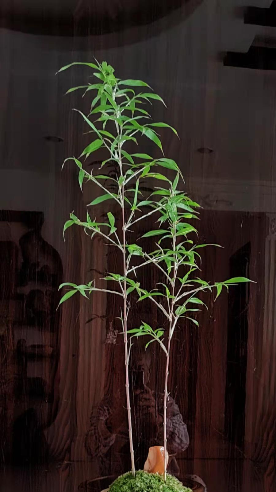 【雅诗总会】精品★昆仑雪诗词欣赏之二十一仲春傍晚看乾坤(外五首)（图3）