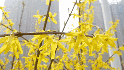 【神都诗社】第06期《迎春花》(图5)