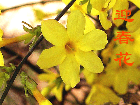 【神都诗社】第06期《迎春花》(图4)