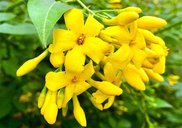 【神都诗社】第06期《迎春花》(图29)