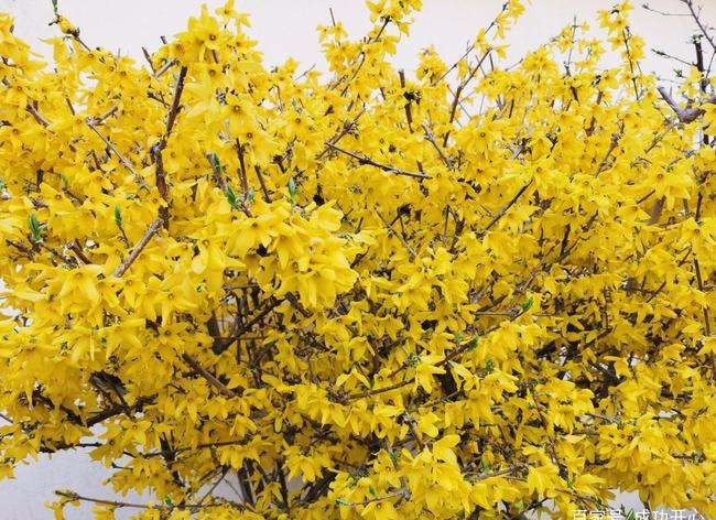 【神都诗社】第06期《迎春花》(图30)