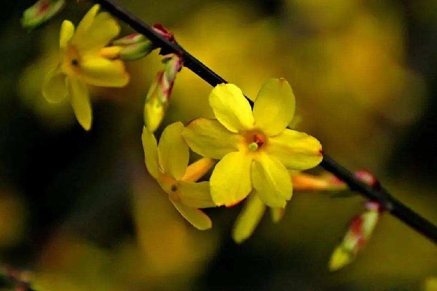 【神都诗社】第06期《迎春花》(图33)
