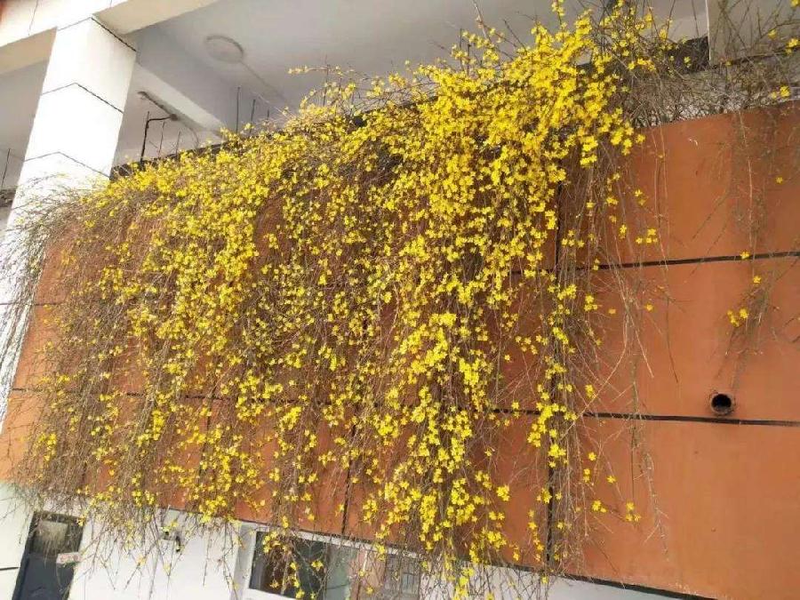 【神都诗社】第06期《迎春花》(图32)