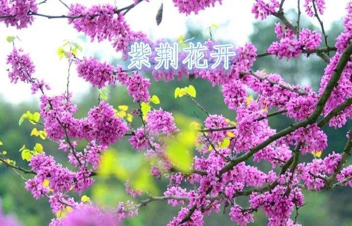 〔绝律小辑〕作者 王新华(河北)【冰心文化传媒】(图14)