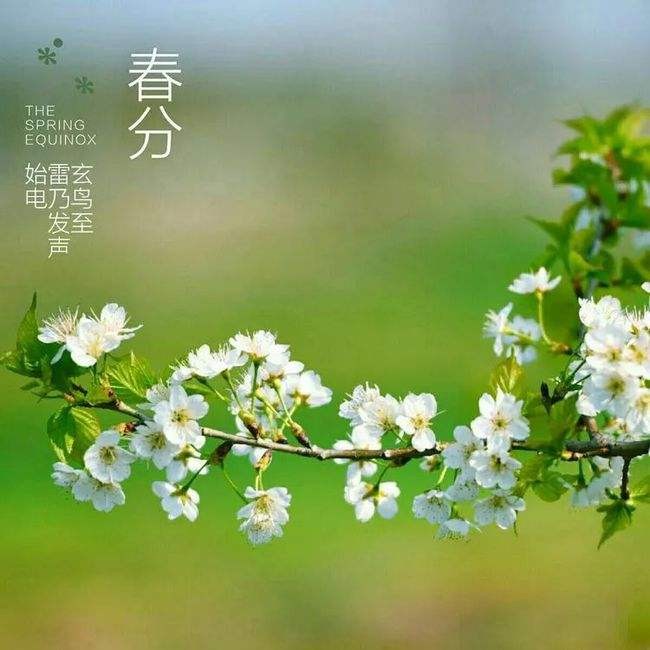 【潇湘文学社】潇湘如兰诗社《春分》(总297期)(图10)