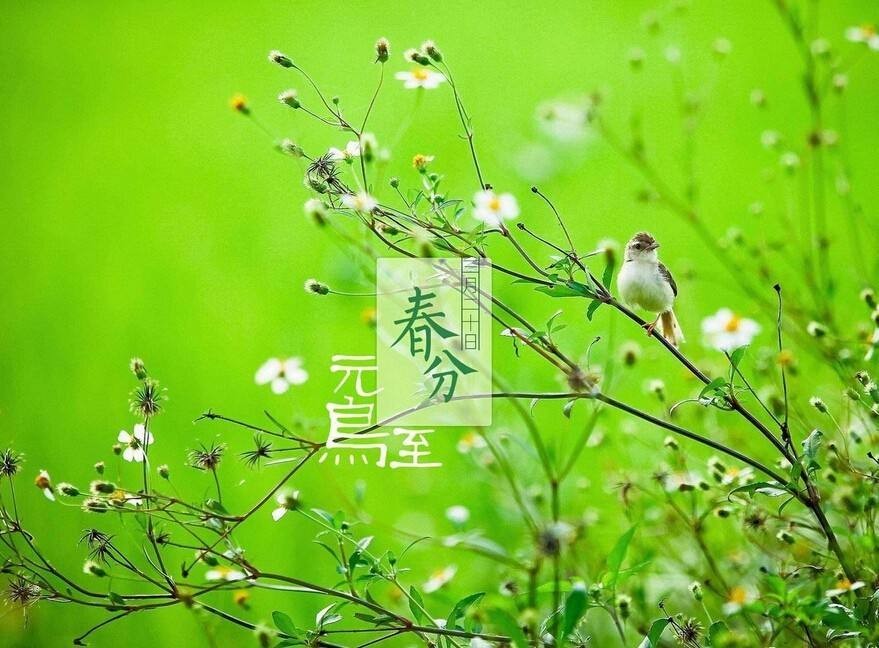 【潇湘文学社】潇湘如兰诗社《春分》(总297期)(图14)