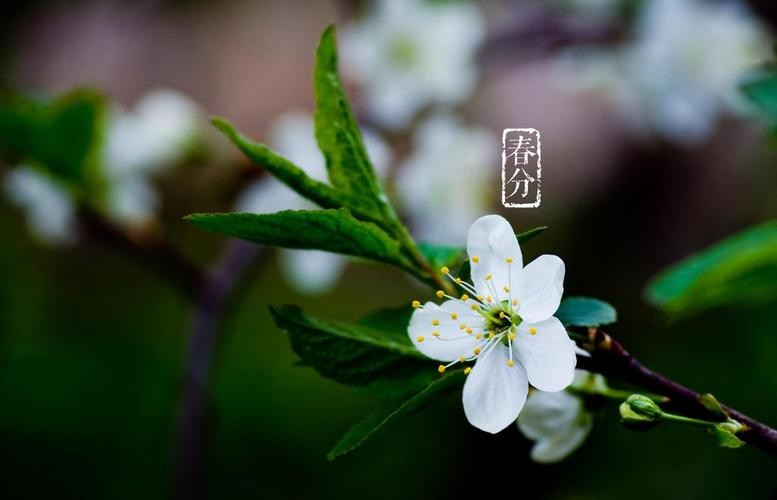 【潇湘文学社】潇湘如兰诗社《春分》(总297期)(图19)