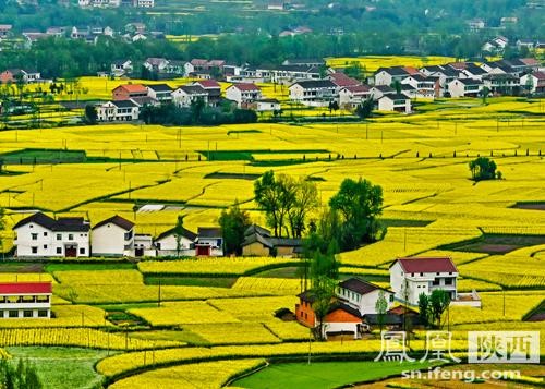 【九江文学社:北京头条】《醉人的油菜花组诗》文/王述成(图5)