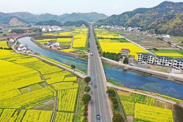 【九江文学社:北京头条】《醉人的油菜花组诗》文/王述成(图6)
