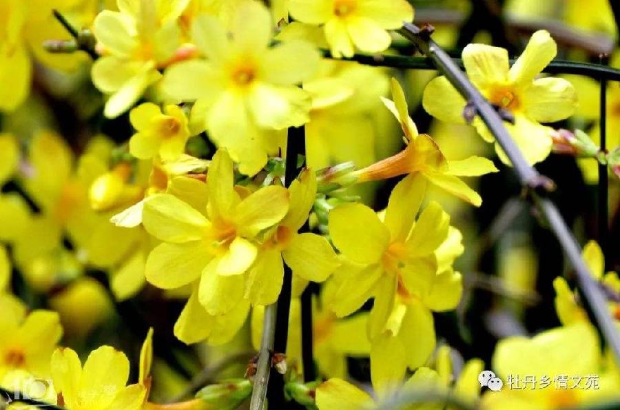 【神都诗社】第06期《迎春花》(图36)