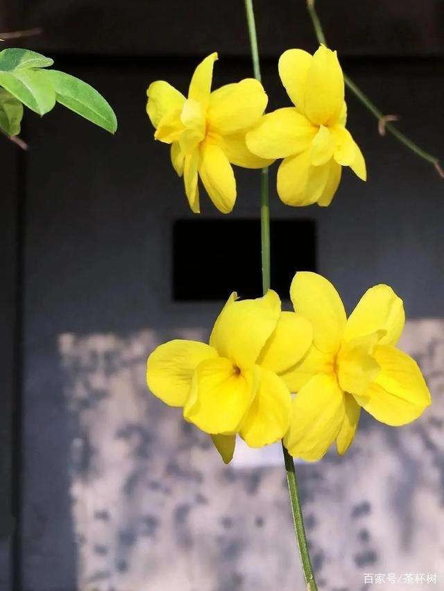 【神都诗社】第06期《迎春花》(图38)